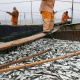 Dagestan to resume industrial fishing of legendary Caspian sprat 