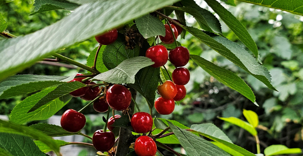 Farmer from Dagestan launches cherry-growing project