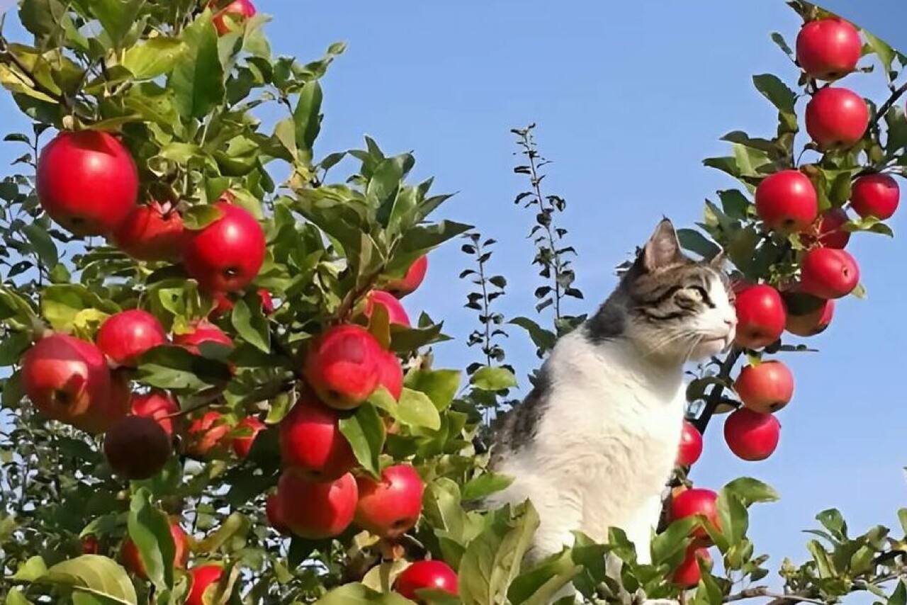 Dagestan expands fruit plantations