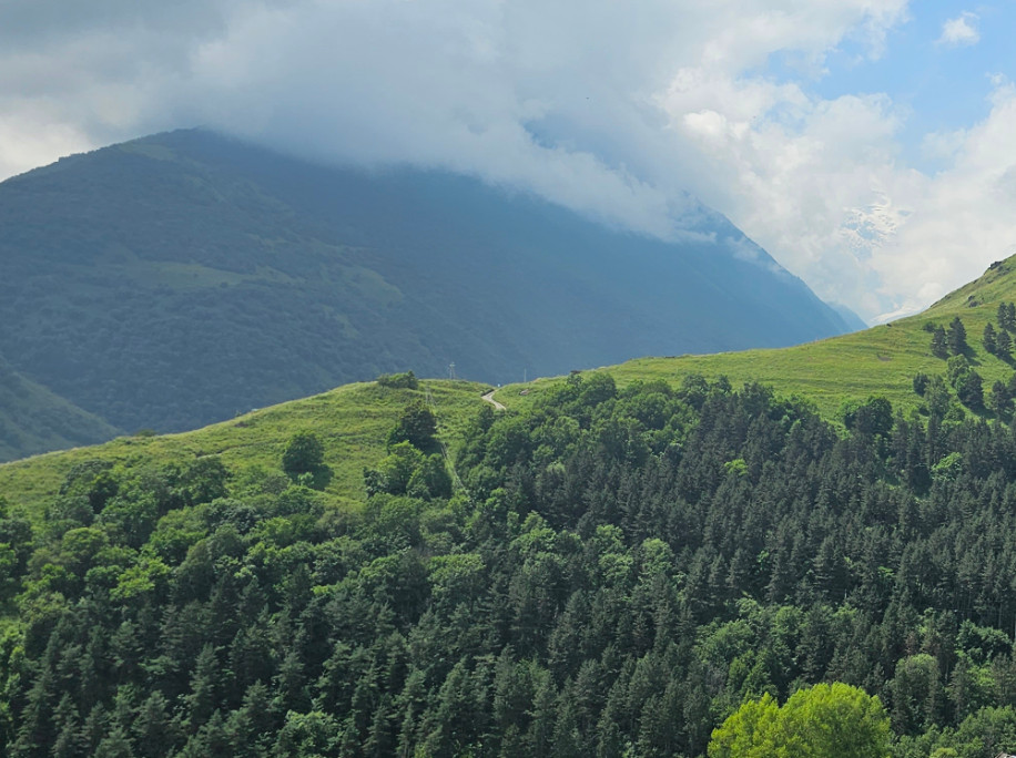 500 hectares of forest to be planted in Dagestan under federal project