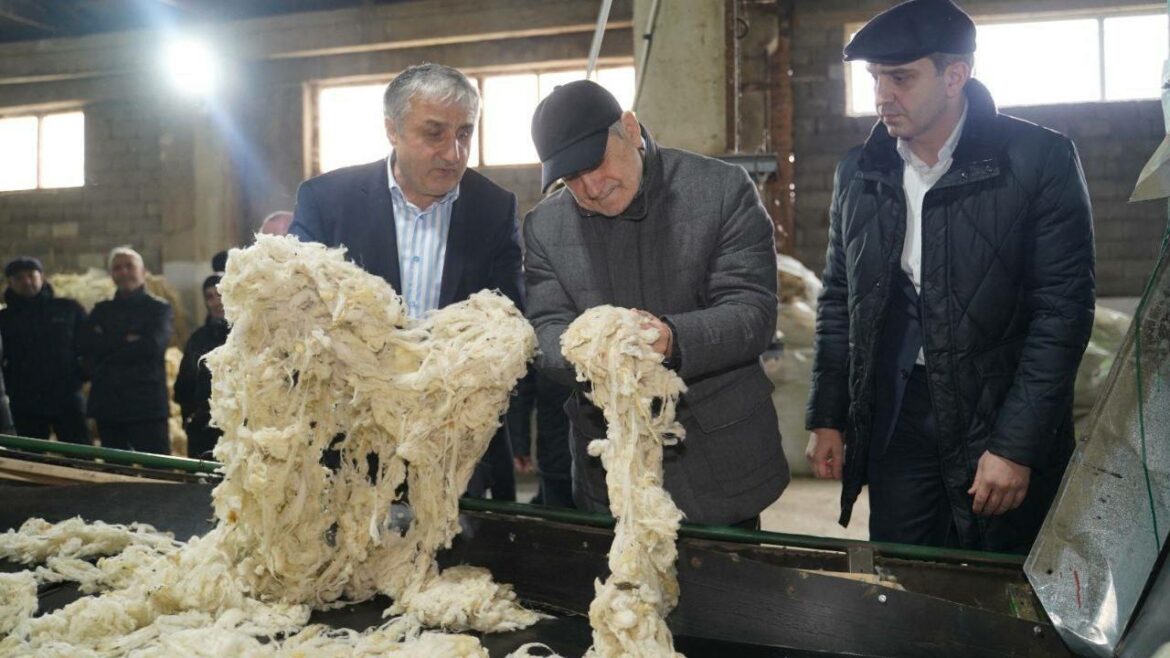 Dagestan government to support development of wool cluster