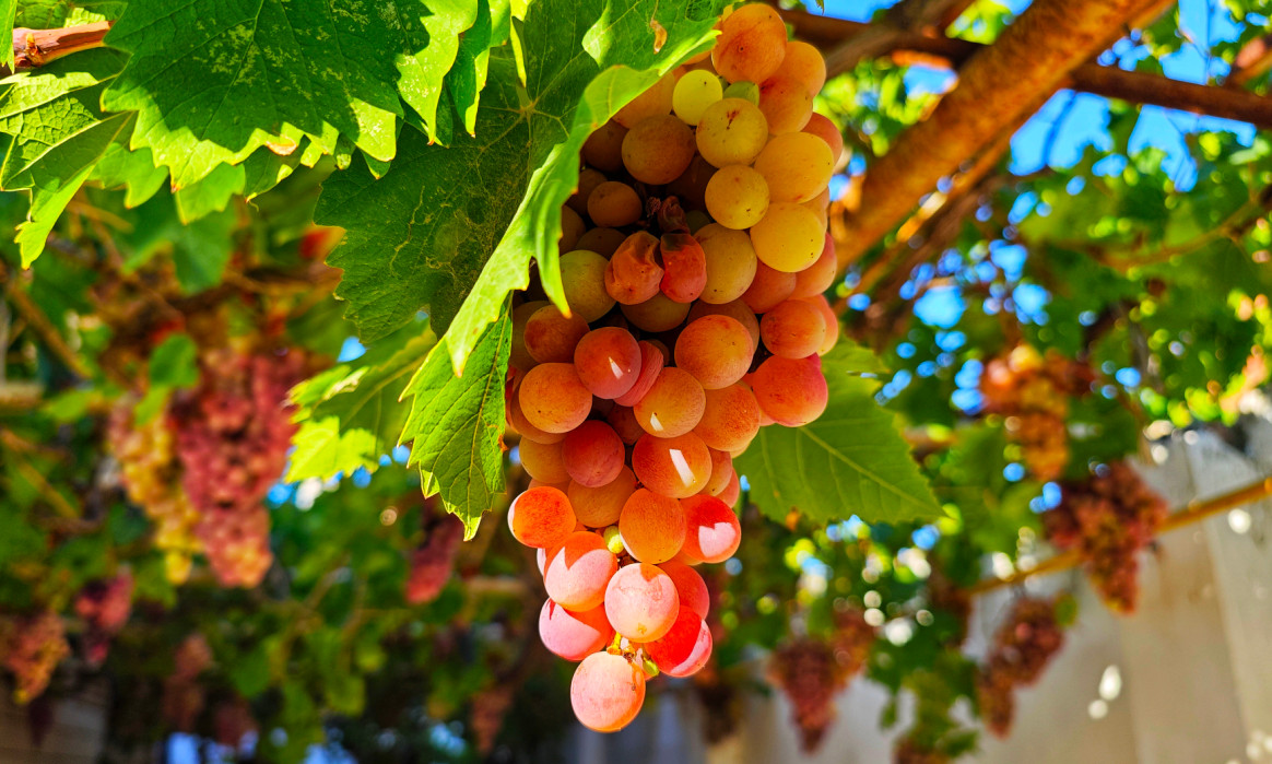 Record grape harvest yielded in Dagestan in 2024