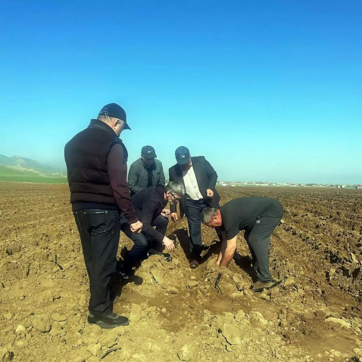 Large-scale potato planting project launched in Dagestan