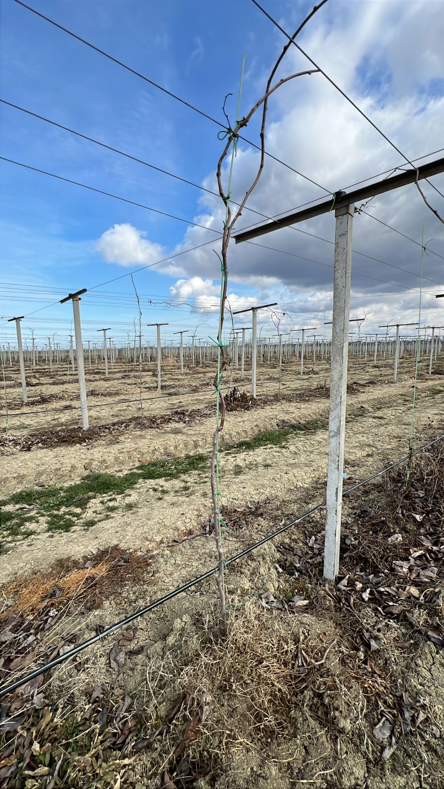 Russia's largest kiwi orchard planted in Dagestan