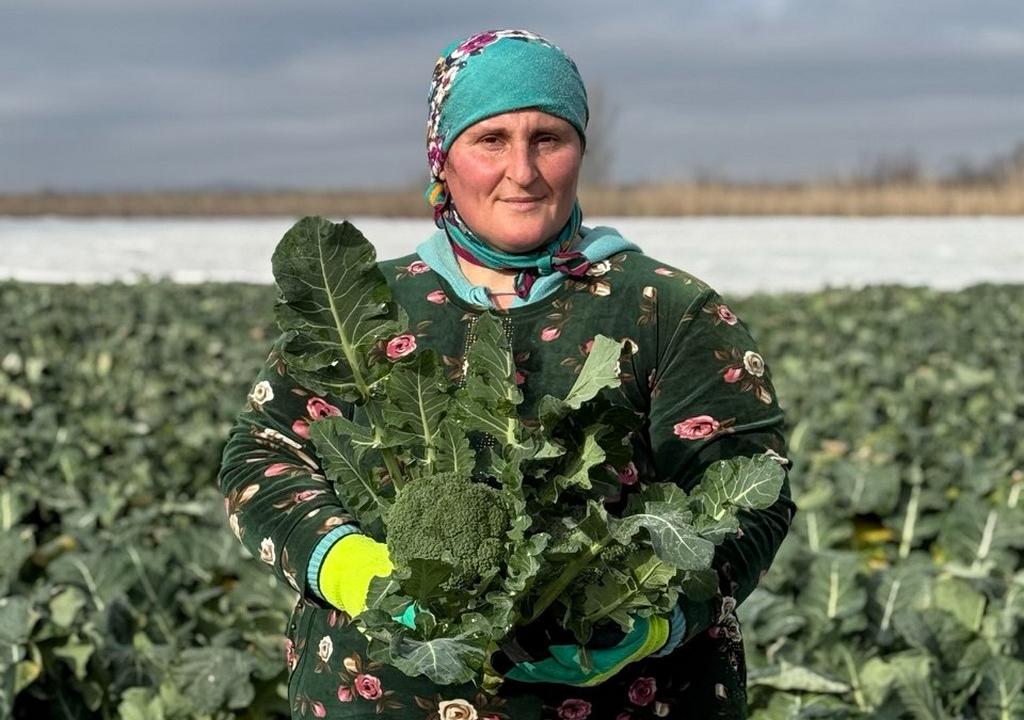 Farmers harvest more than 500 thousand tons of vegetables in Dagestan