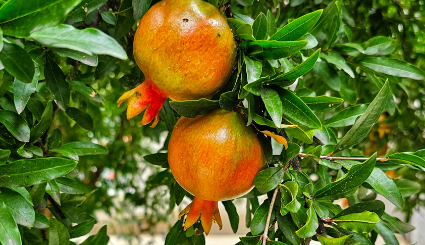 Dagestan increases vegetable and potato production in 2024