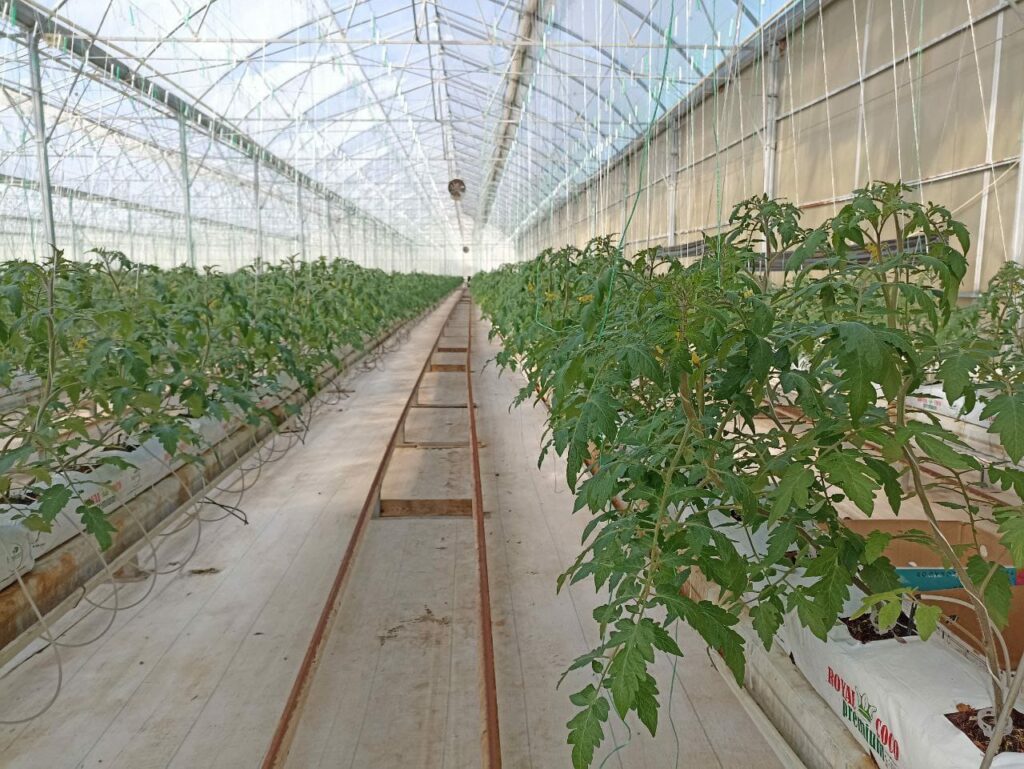 Dagestan receives large batch of tomato seedlings from Volgograd