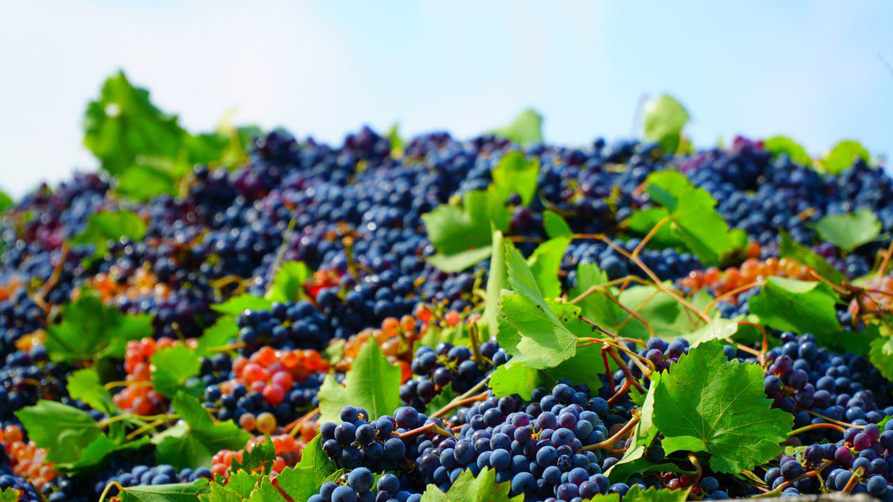 Approx 25 thousand tons of grapes harvested in Dagestan