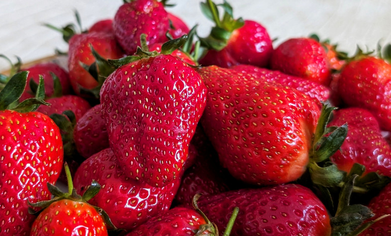 Record-breaking strawberry harvest expected in Dagestan