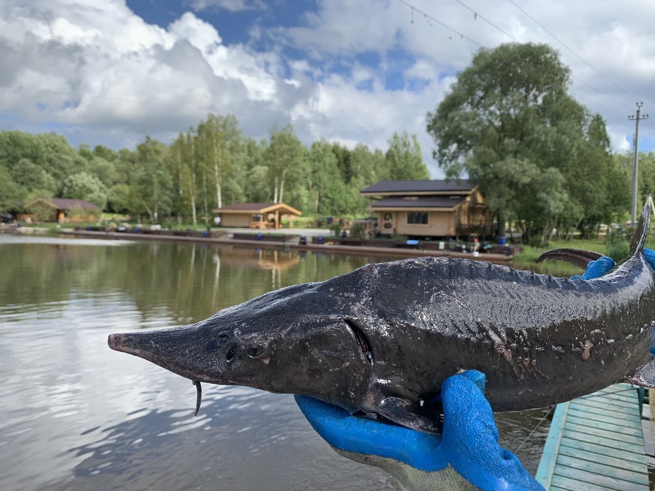 Sturgeon Production Increases by 18% in Dagestan 