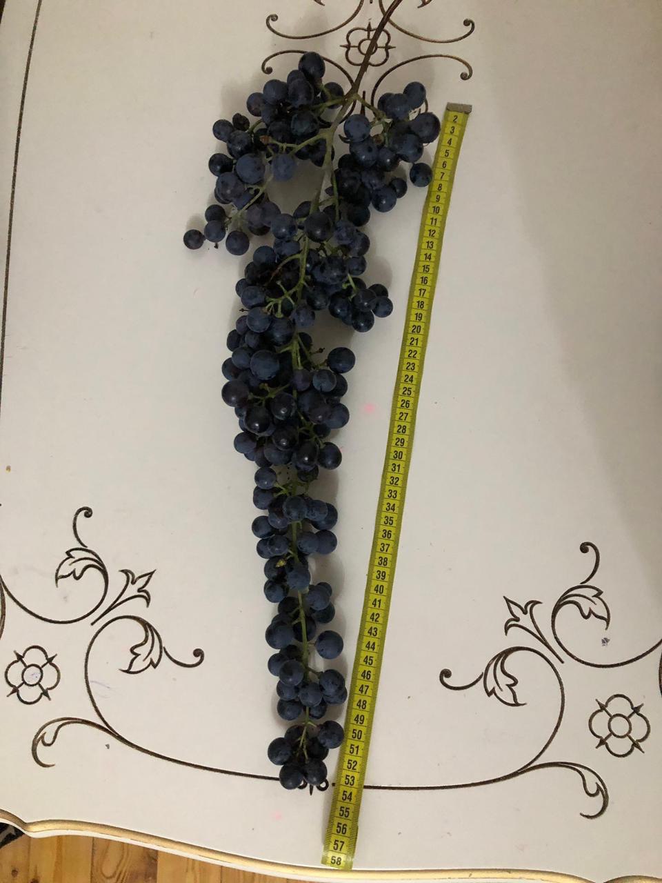 Dagestan Revives Unique Grape Variety 