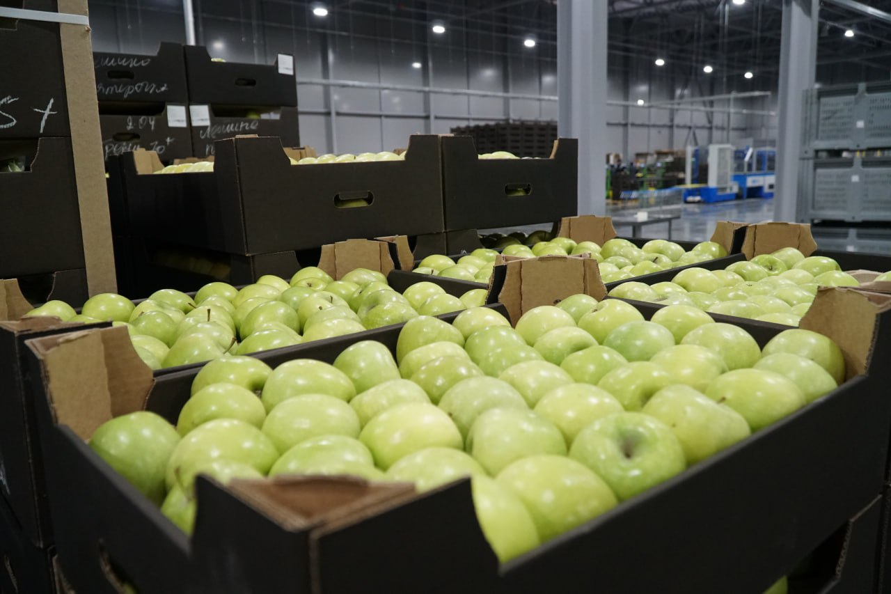 Dagestani Agribusiness Ships First Export Batch of Apples to Belarus