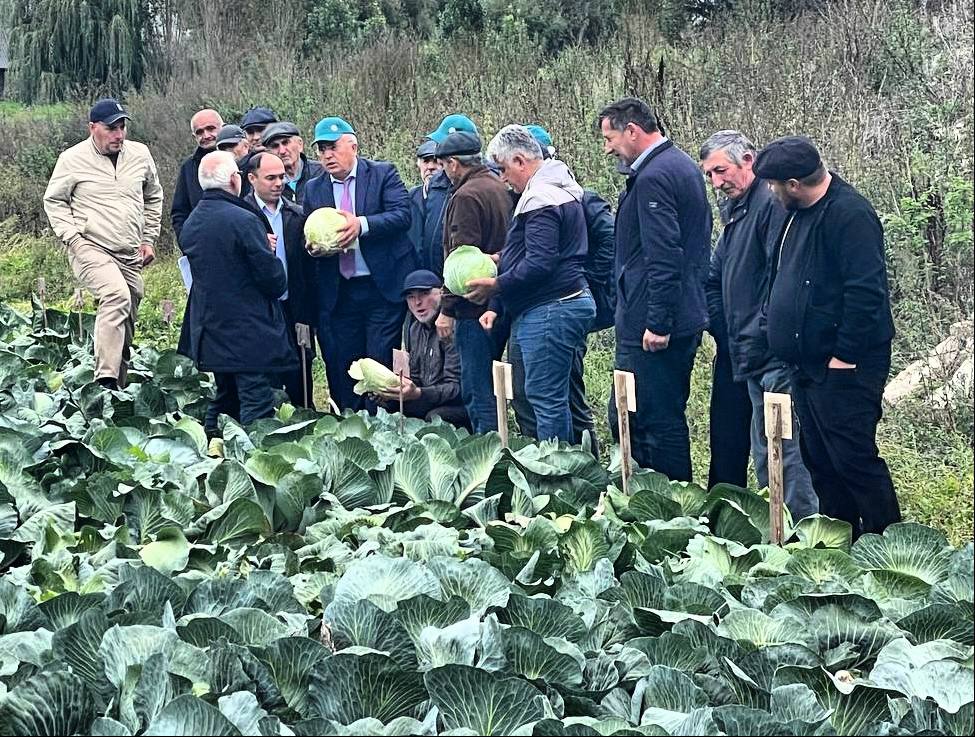 18 unique cabbage hybrids successfully planted in Dagestan 