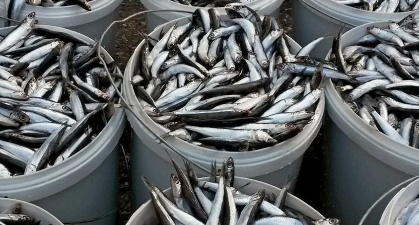 Sprat production decreases in Dagestan 