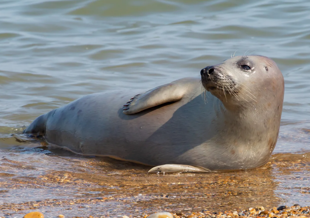 Scientists to count Caspian seals in Dagestan