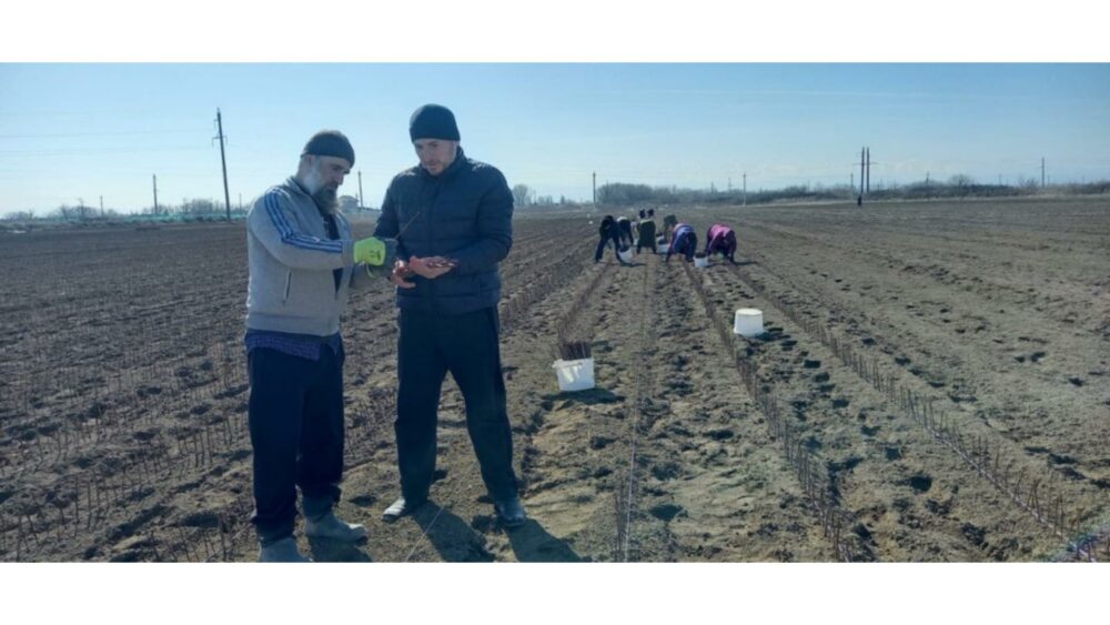 200 thousand stone fruit seedlings to be grown in Dagestan