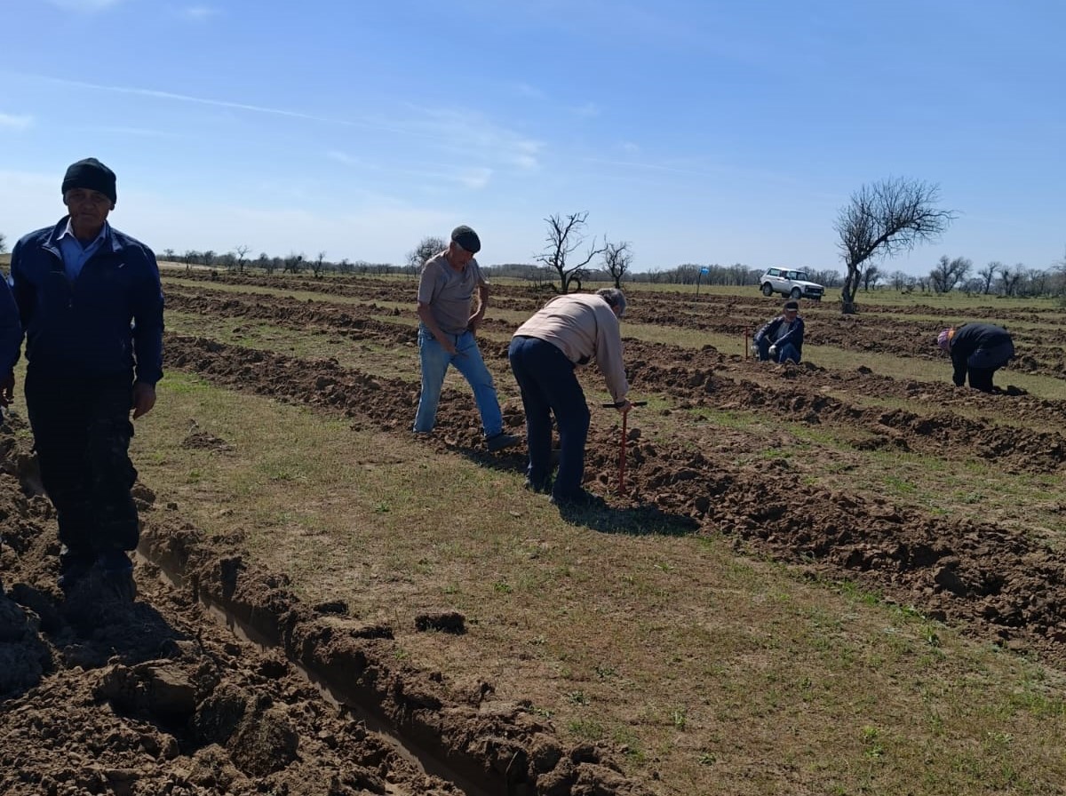 Forest planted on 103 hectares in Nogai district of Dagestan