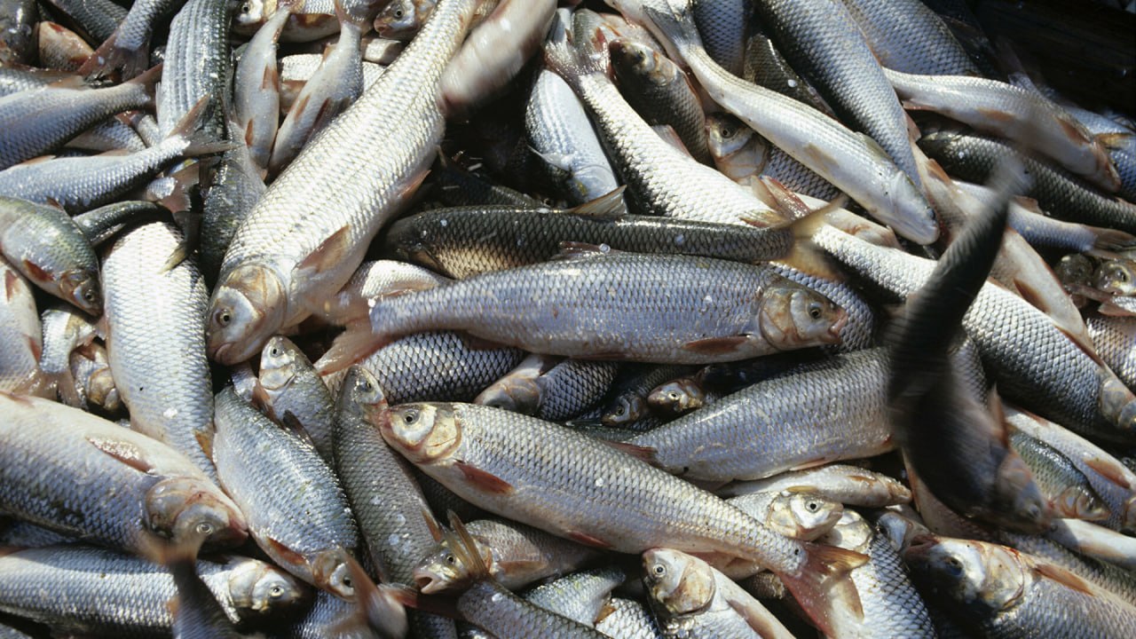 Dagestan triples fish processing in first month of 2025