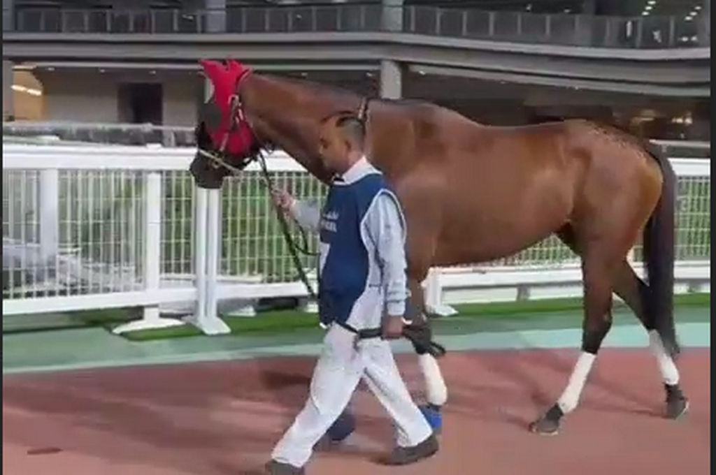 Dagestani thoroughbred wins prize at elite tournament in Dubai