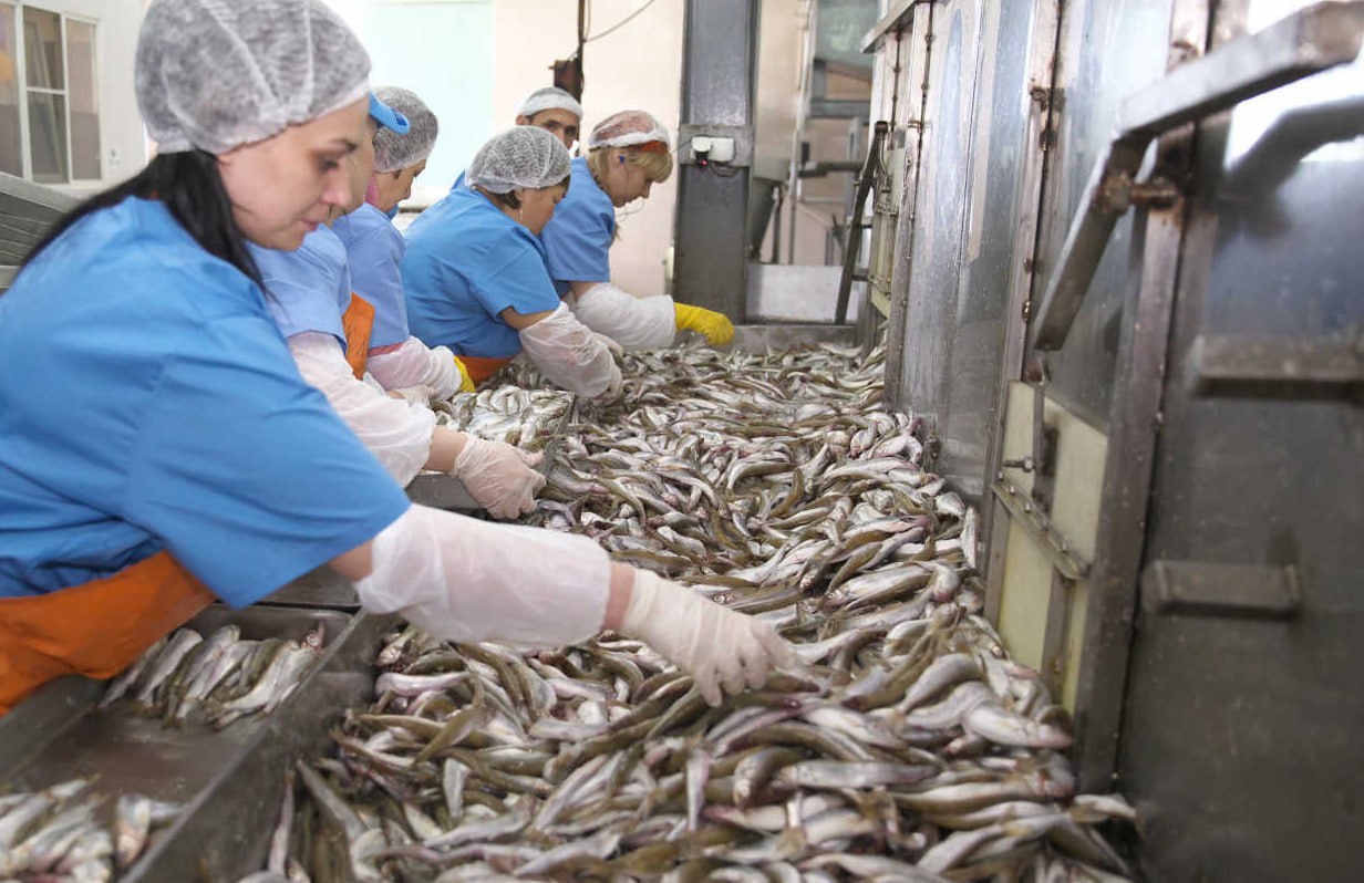 Four mini-workshops for fish processing to be launched in Dagestan