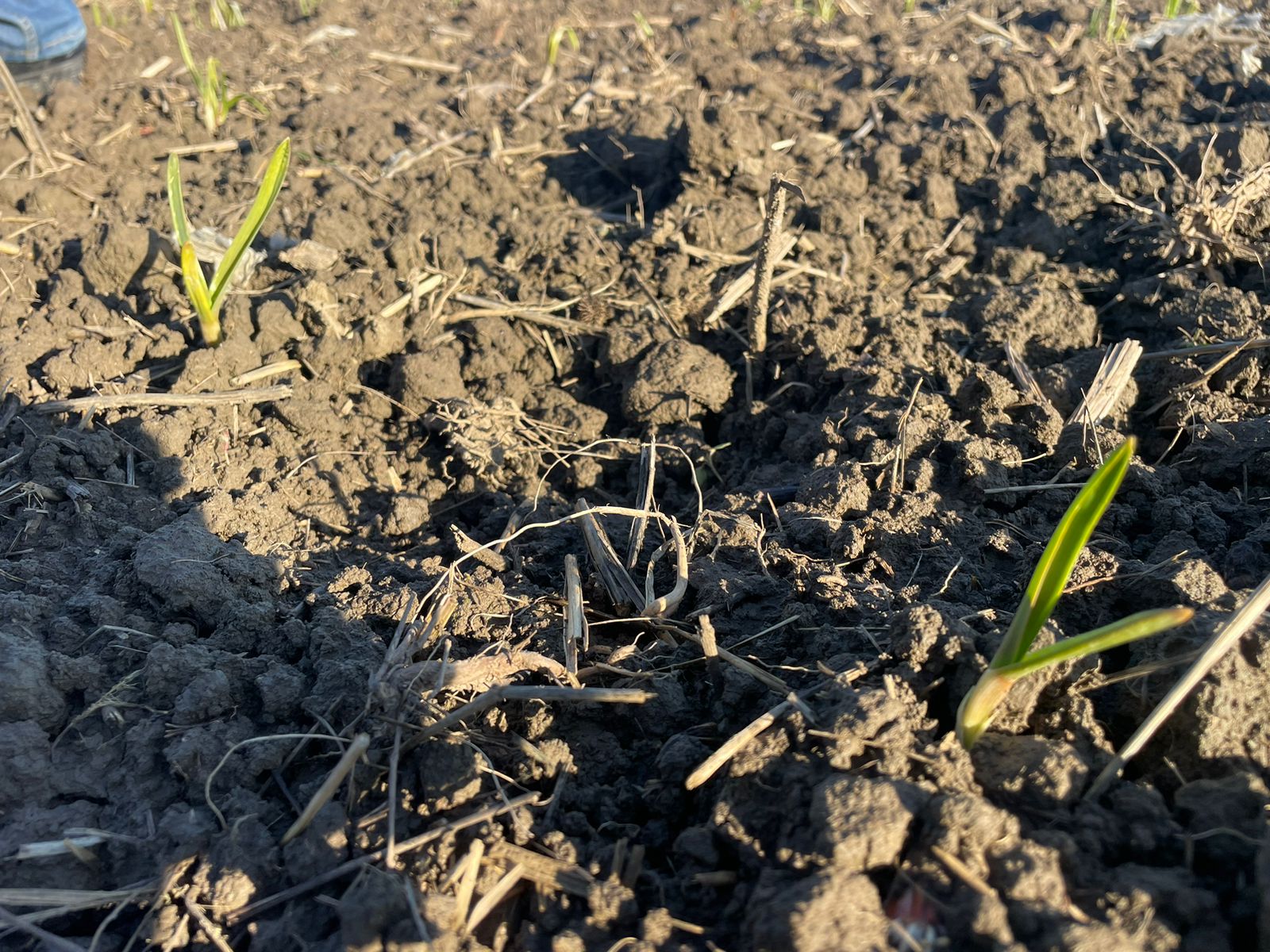 Dagestan becomes Russia's leading garlic producer