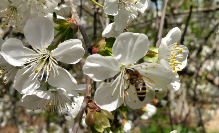 Dagestan enters top list of places with most beautiful blossoms