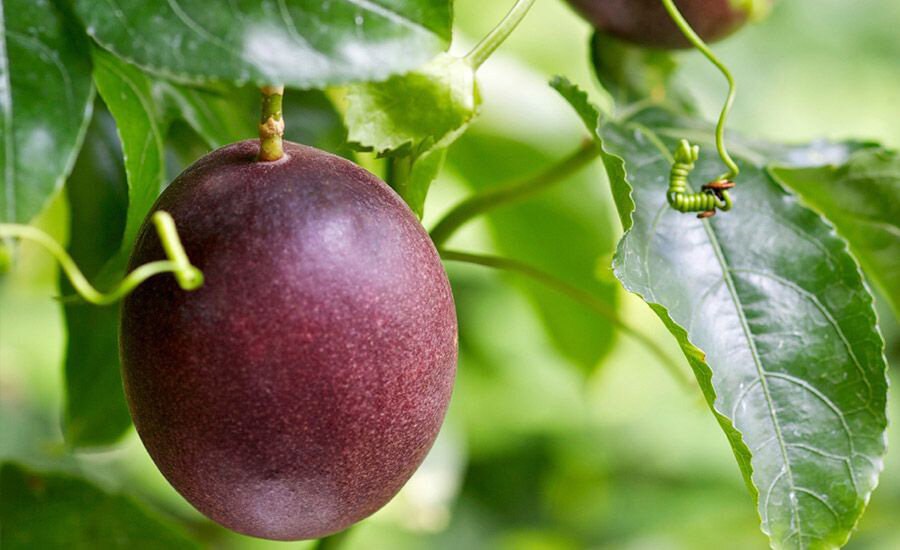 Dagestan enters top Russia’s regions for growing rare fruits