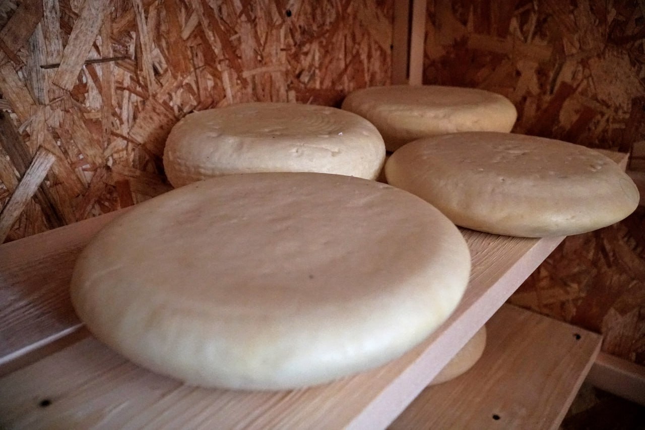 Dagestani farm launches production sheep's cheese with unique flavour