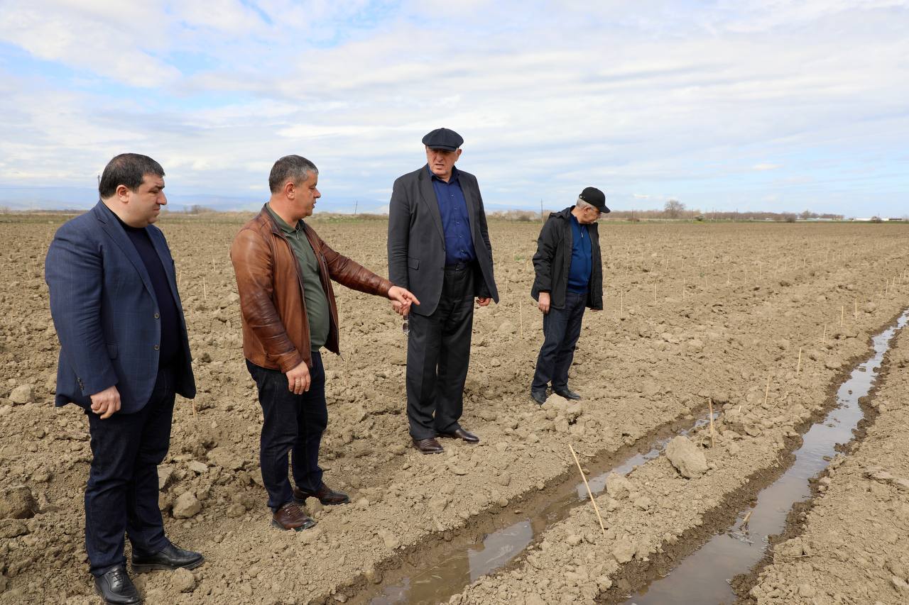 75 hectares of new vineyards planted in Dagestan