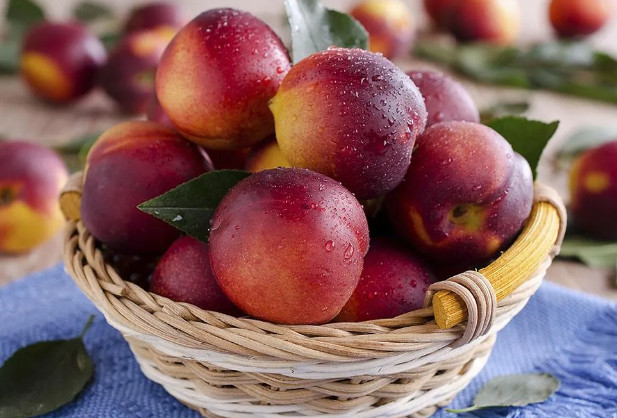 Azerbaijan and Dagestan launch joint venture on growing nectarines