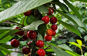 Farmer from Dagestan launches cherry-growing project