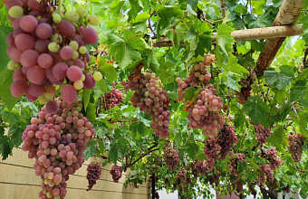 Dagestan nurseries prepare record harvest of grape seedlings