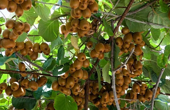Kiwi orchard to be expanded to 100 hectares In Dagestan