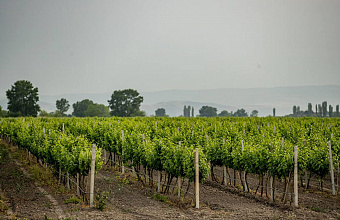 Dagestan winery plans to invest RUB 200 million in agrotourism