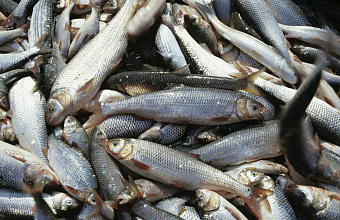 Dagestan increases fish catch
