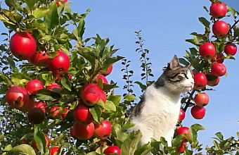 Dagestan expands fruit plantations