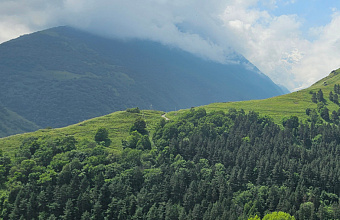 500 hectares of forest to be planted in Dagestan under federal project