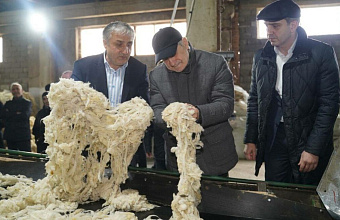 Dagestan government to support development of wool cluster