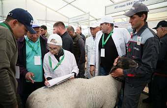 60 leading breeding farms arrive in Dagestan for Russian exhibition of pure-bred sheep and goats
