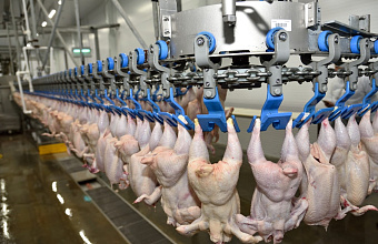 Dagestan to substitute poultry supplies until burnt-out poultry complex is repaired