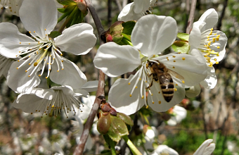 Dagestan hosts Beekeepers' Forum