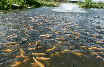 Trout farming volumes increase 1.7 times in Dagestan