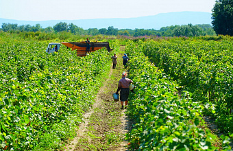 RUB 680 million to be spent for development of vineyards in Dagestan