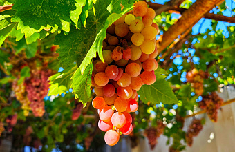 Record grape harvest yielded in Dagestan in 2024