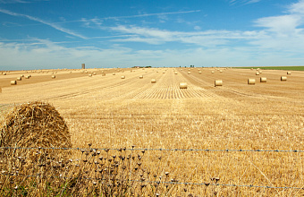 More than 230,000 hectares of land to be covered by spring sowing campaign in Dagestan