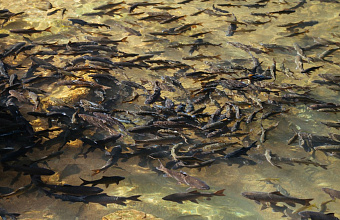 Approx. 4 million carp and kutum fry to be released into Caspian Sea in 2025