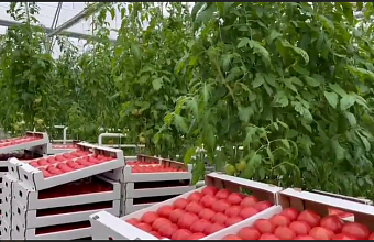 More than 40% of tomatoes produced in Dagestan exported to other regions of Russia