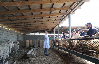Russian scientists to study wool of Dagestani mountain sheep