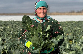 Farmers harvest more than 500 thousand tons of vegetables in Dagestan