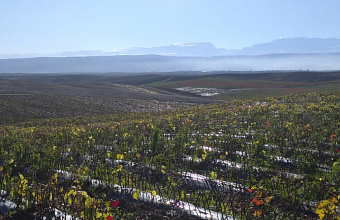 Largest fruit storage facility to be built in southern Dagestan